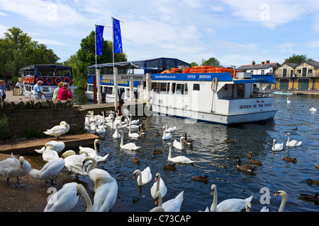 Ausflugsschiff und Schwäne auf der Themse in Windsor, Berkshire, England, UK Stockfoto