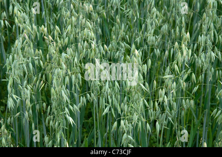 Gemeinsamen Hafer (Avena Sativa Sativa), unreife Rispen auf einem Feld. Stockfoto