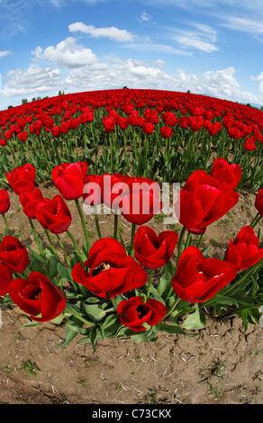 Bereich der roten Tulpen unter sonnigen Himmel mit Wolken, Skagit Valley, Mount Vernon, Washington, USA Stockfoto