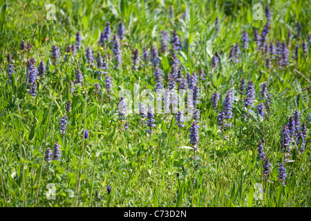 Wiesenblumen Stockfoto