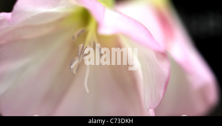 Duftende Platterbse (Lathyrus man) Stockfoto