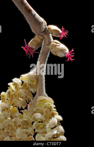 Gemeinsamen Hazel, Cobnut (Corylus Avellana), close-up der weiblichen Blüten auf einem Zweig. Stockfoto