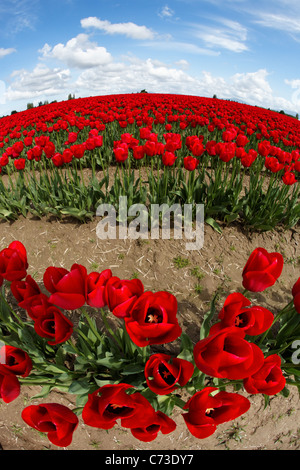 Bereich der roten Tulpen unter sonnigen Himmel mit Wolken, Skagit Valley, Mount Vernon, Washington, USA Stockfoto