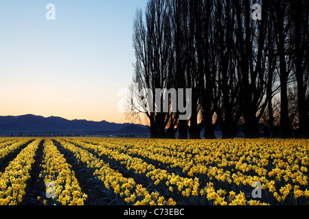 Pappel-Zeile und Bereich der gelben Narzissen bei Sonnenaufgang, Skagit Valley, Mount Vernon, Skagit County, Washington, USA Stockfoto