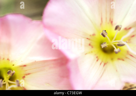 Duftende Platterbse (Lathyrus man) Stockfoto