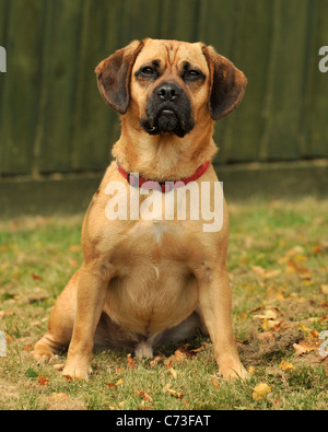 Puggle Hund Stockfoto