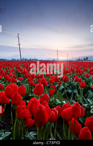 Sonnenaufgang über ein Feld von roten Tulpen, Skagit Valley, Washington, USA Stockfoto