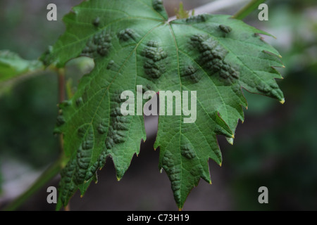 Echter Mehltau an Weinblätter Stockfoto