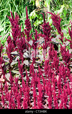 Nahaufnahme der Blüte Amaranthus Cruentus 'Oeschberg' prince's Feather 'Oeschberg' lebendige Sommerblumen. Stockfoto