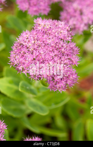 Kalanchoe rosa. Stockfoto