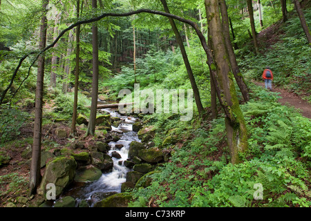 Heinrich Heine Wanderweg durch den Harz entlang der Ilse Fluss, Sachsen-Anhalt, Deutschland Stockfoto