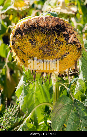 Sonnenblume mit lustigem Gesicht. Stockfoto