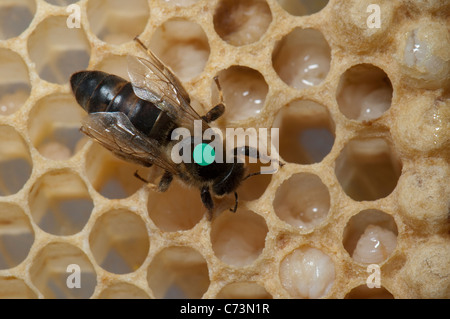 Europäische Honigbiene, westliche Honigbiene (Apis Mellifera, Apis Mellifica). Markierten Königin auf der Wabe. Stockfoto