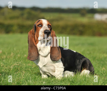 Basset hound Stockfoto