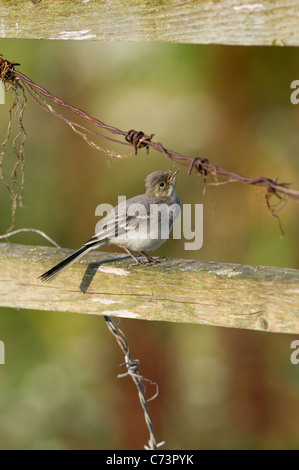 Young Pied Bachstelze Motacilla Alba fangen fliegen Stockfoto