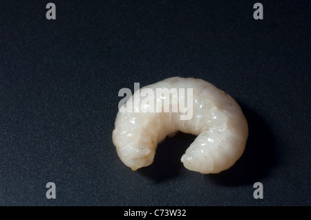 Honigbiene (Apis Mellifera, Apis Mellifica). Larve eines männlichen (Drohne) Studio Bild vor einem dunklen Hintergrund. Stockfoto