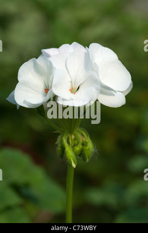 Geranien, Pelargonien (Pelargonium Zonale Hybriden). Weiße Blüten. Stockfoto