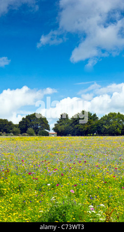 Wilde Blumenfeld nahe Pulborough, West Sussex Großbritannien UK Stockfoto