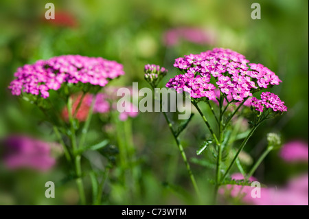 Nahaufnahme der Sommer rosa Blüte Achillea Millefolium "Pretty Belinda", allgemein bekannt als Schafgarbe oder gemeinsame Schafgarbe. Stockfoto