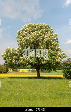 Rosskastanie (Aesculus Hippocastanum), blühender Baum. Stockfoto