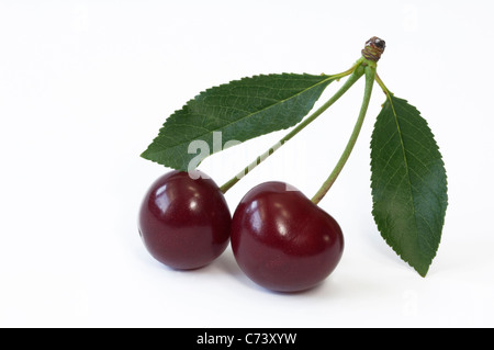 Sauerkirsche (Prunus Cerasus), Reife Früchte und Blätter. Studio Bild vor einem weißen Hintergrund. Stockfoto