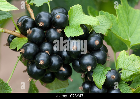 Schwarze Johannisbeere (Ribes Nigrum Genoir), Zweig mit reifen Früchten. Stockfoto
