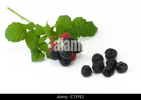 Perle schwarz Himbeer (Rubus Occidentalis schwarze Juwel). Zweig mit reifenden und reifen Früchten Stockfoto