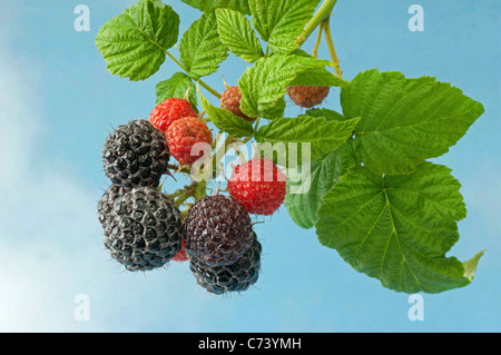Perle schwarz Himbeer (Rubus Occidentalis schwarze Juwel). Zweig mit reifenden und reifen Früchten. Stockfoto