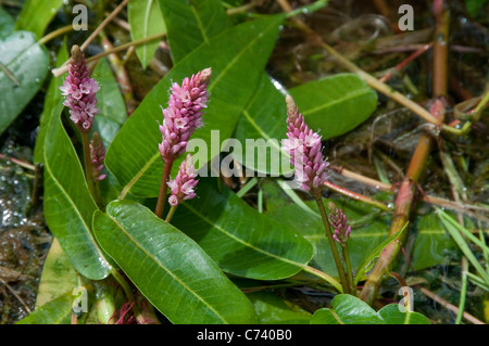 Wasser-Knöterich (Persicaria Amphibia, Polygonum Amphibium), blühende Pflanze. Stockfoto