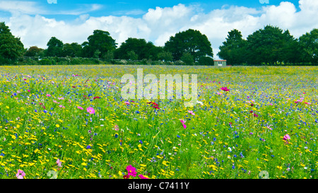 Wilde Blumenfeld nahe Pulborough, West Sussex Großbritannien UK Stockfoto