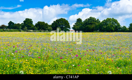 Wilde Blumenfeld nahe Pulborough, West Sussex Großbritannien UK Stockfoto