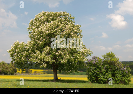 Rosskastanie (Aesculus Hippocastanum), blühender Baum. Stockfoto