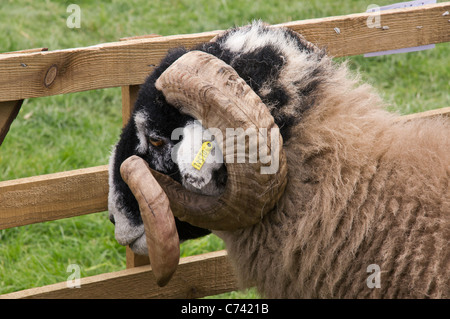 Swaledale Ram zeigt Ohrmarke. Abgebildet in der Beurteilung Stift Wensleydale Agricultural Show, Leyburn, North Yorkshire Stockfoto