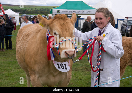 Preis gewinnende Färse (Blonde d ' Aquitaine) fotografiert mit der Handler in Wensleydale Agricultural Show, Leyburn, 2011. Stockfoto