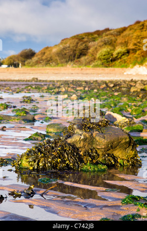 Seetang bedeckt Felsen am Strand bei Ebbe und Sonnenuntergang, Sand Bay, Weston Super Mare, North Somerset, England Stockfoto