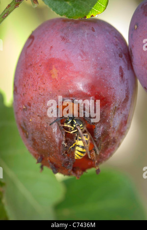 Gemeinsamen Wespe (Vespula Vulgaris) ein Lot auf einem Lot Baum zu essen. Stockfoto