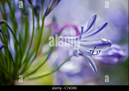 Einzelne Agapanthus Praecox - Lilie der Nil, Blaue Lilie-Schmucklilie Stockfoto