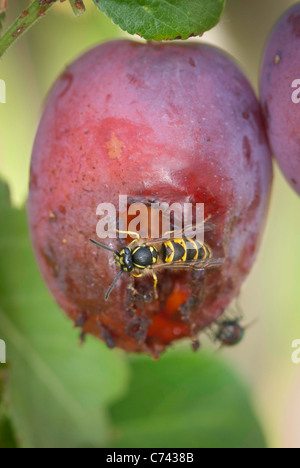 Gemeinsamen Wespe (Vespula Vulgaris) ein Lot auf einem Lot Baum zu essen. Stockfoto