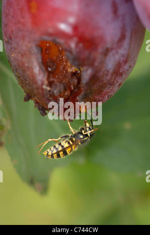 Gemeinsamen Wespe (Vespula Vulgaris) ein Lot auf einem Lot Baum zu essen. Stockfoto