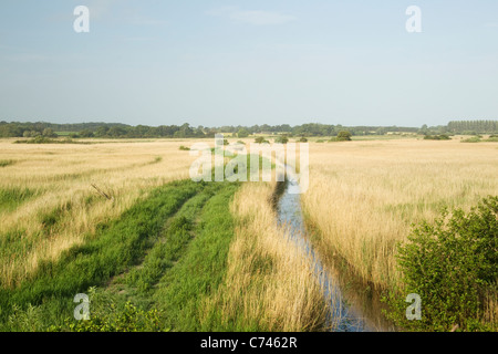 Röhrichten Minsmere RSPB Reserve Suffolk, UK LA005528 Stockfoto