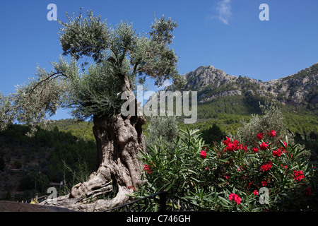 Alten Olivenbaum Deia Mallorca Spanien Stockfoto