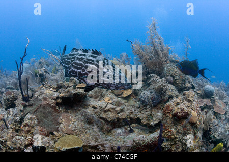 Ein Goliath-Zackenbarsch (Epinephelus Itajara) schwimmt über ein Korallenriff vor der Küste von Kuba in Jardines De La Reina. Stockfoto