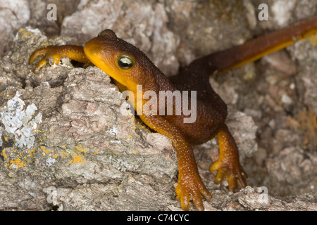 Kalifornien Newt (Taricha Torosa Torosa) sitzt auf einem Baumstumpf im tiefsten Winter, Carmel Valley CA. Stockfoto