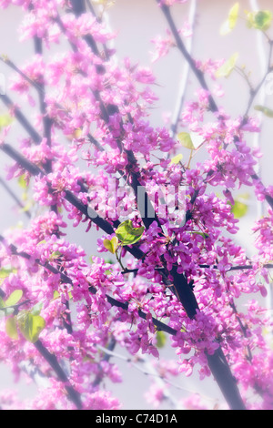 Kirschblüte in voller Blüte. Südspanien. Stockfoto