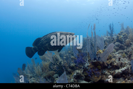 Ein Goliath-Zackenbarsch (Epinephelus Itajara) schwimmt über ein Korallenriff vor der Küste von Kuba in Jardines De La Reina. Stockfoto