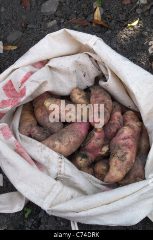 Ein Sack oder Beutel mit frisch gegraben Frühkartoffeln (rosa Fell Apfelsorte) Stockfoto