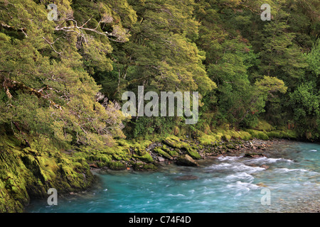 Das schöne blaue Wasser des Makarora River in der Nähe der blauen Pools in Haast Pass, Neuseeland Stockfoto