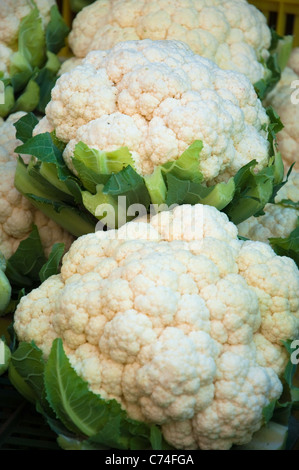 Vertikale Hintergrund der frisch geerntete Blumenkohl Stockfoto