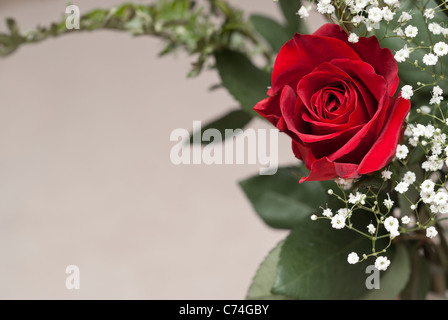 Einzelne rote Rose inmitten Schleierkraut Stockfoto