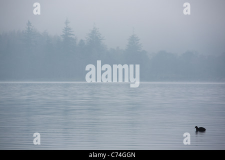 Ein einsamer Eiderente gleitet entlang der nebligen Ufer des Derwent Water in den Lake District in England Stockfoto